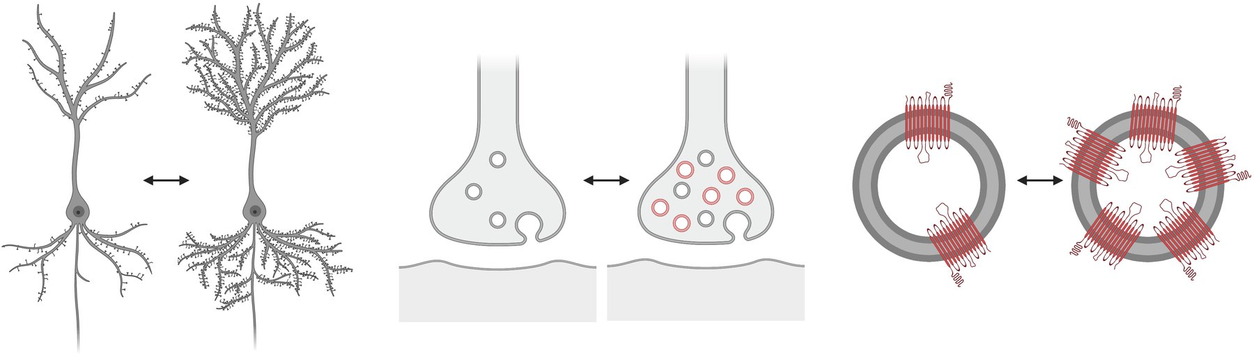 Three pairs of line drawings: a neuron with few versus many dendritic spines; a nerve terminal with few versus many synaptic vesicles; a vesicle with two versus six SV2A proteins.